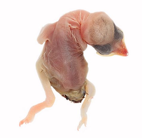 Hummingbird Tail feather Floating on water's surface at Sunset