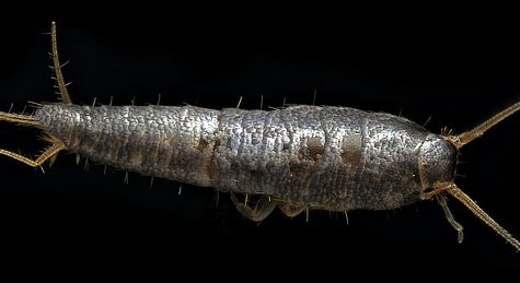 Lepisma saccharina