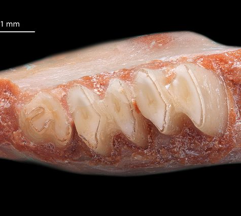 Mole, Glastonbury, CT Line St Oct 28, 2017