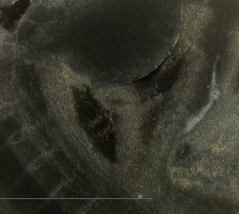 Mole, Glastonbury, CT Line St Oct 28, 2017