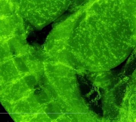 Mole, Glastonbury, CT Line St Oct 28, 2017