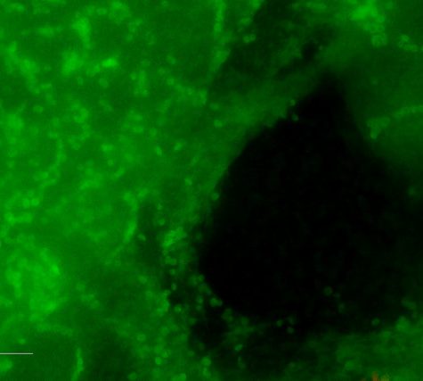 Mole, Glastonbury, CT Line St Oct 28, 2017