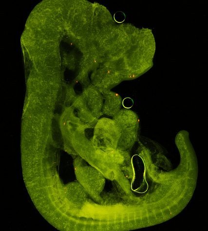 Mole, Glastonbury, CT Line St Oct 28, 2017