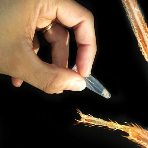 Mole, Glastonbury, CT Line St Oct 28, 2017