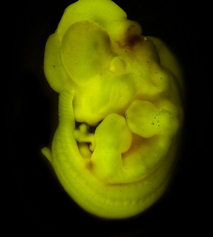 Mole, Glastonbury, CT Line St Oct 28, 2017