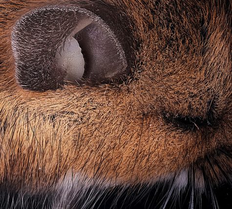 Mole, Glastonbury, CT Line St Oct 28, 2017