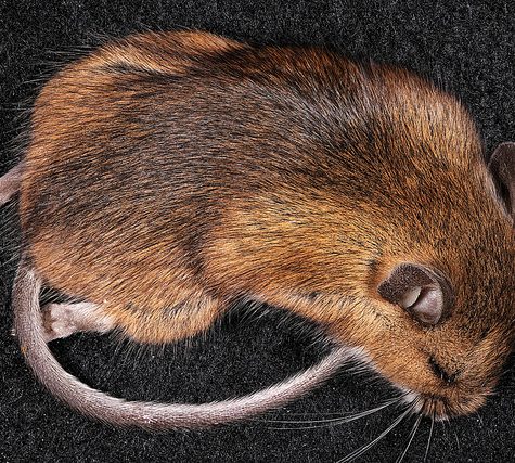 Mole, Glastonbury, CT Line St Oct 28, 2017