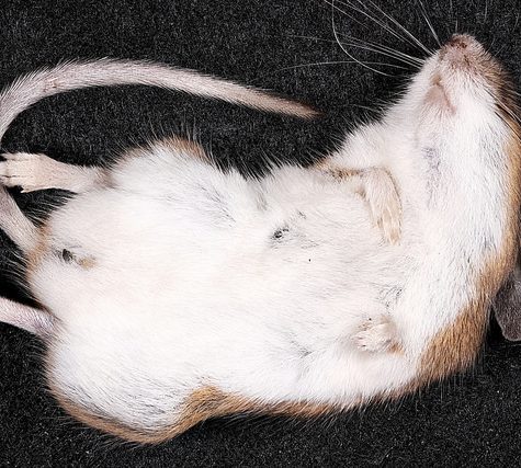 Mole, Glastonbury, CT Line St Oct 28, 2017