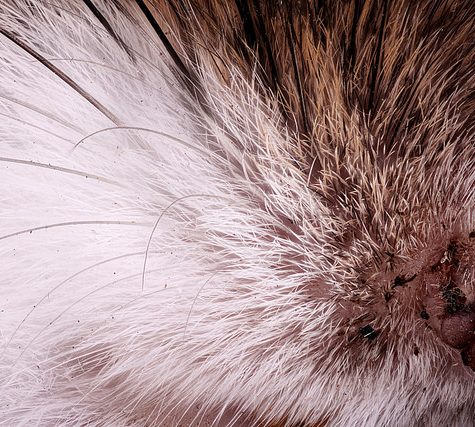 Mole, Glastonbury, CT Line St Oct 28, 2017