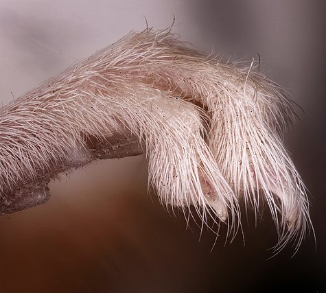 Mole, Glastonbury, CT Line St Oct 28, 2017