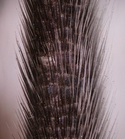 Mole, Glastonbury, CT Line St Oct 28, 2017