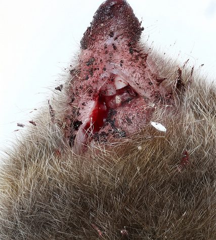 Mole, Glastonbury, CT Line St Oct 28, 2017