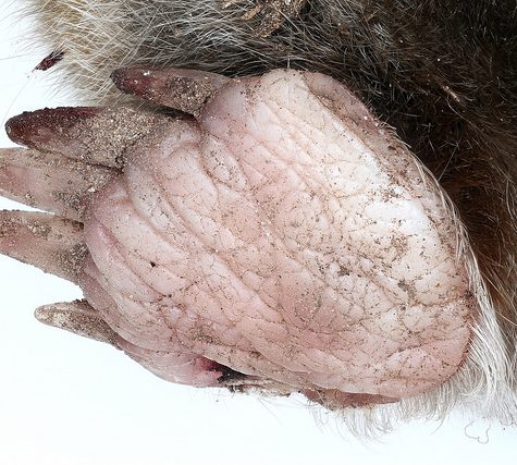 Mole, Glastonbury, CT Line St Oct 28, 2017