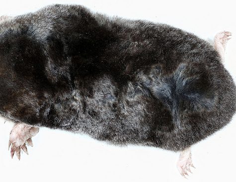 Mole, Glastonbury, CT Line St Oct 28, 2017