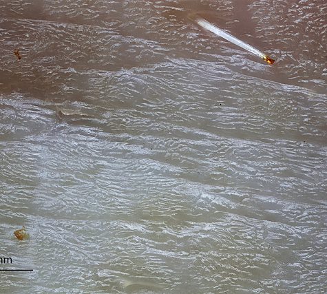 Mole, Glastonbury, CT Line St Oct 28, 2017