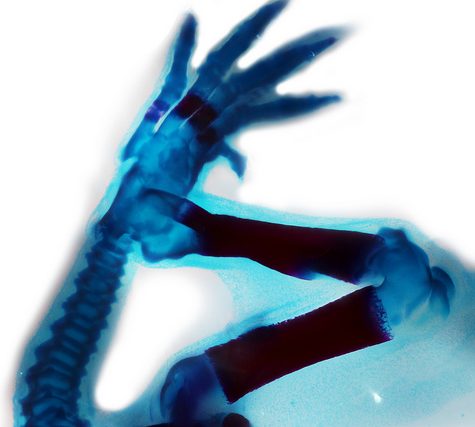 Mole, Glastonbury, CT Line St Oct 28, 2017