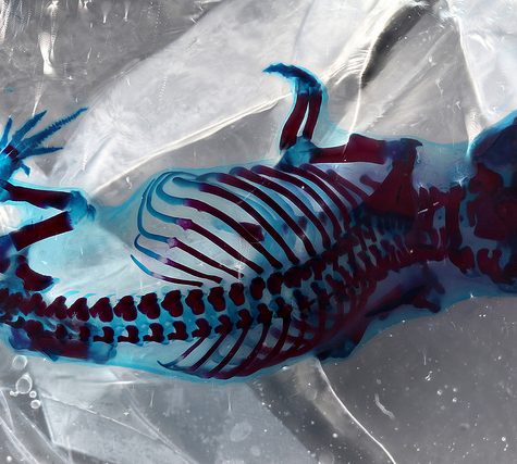 Mole, Glastonbury, CT Line St Oct 28, 2017