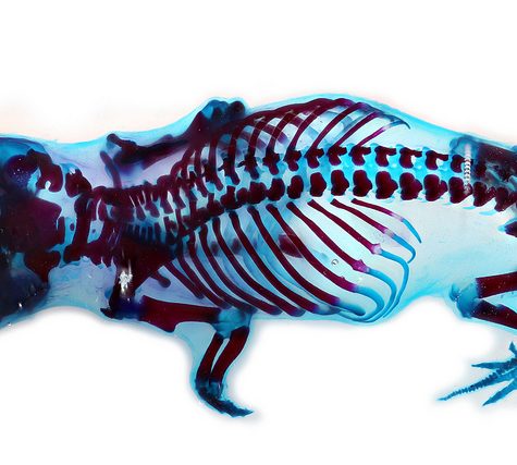 Mole, Glastonbury, CT Line St Oct 28, 2017