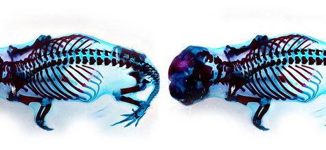 Mole, Glastonbury, CT Line St Oct 28, 2017