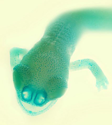 Salamander Imagery, Sample used in 1997 Paper: Geographic Variation and Phenotypic Plasticity of Number of Trunk Vertebrae in Slender Salamanders, Batrachoseps (Caudata: Plethodontidae)