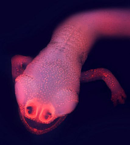 Salamander Imagery, Sample used in 1997 Paper: Geographic Variation and Phenotypic Plasticity of Number of Trunk Vertebrae in Slender Salamanders, Batrachoseps (Caudata: Plethodontidae)