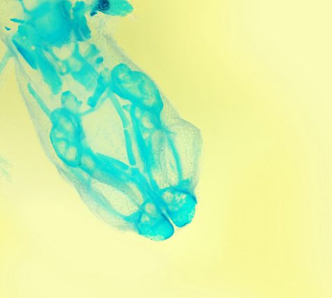 Salamander Imagery, Sample used in 1997 Paper: Geographic Variation and Phenotypic Plasticity of Number of Trunk Vertebrae in Slender Salamanders, Batrachoseps (Caudata: Plethodontidae)