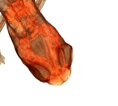 Salamander Imagery, Sample used in 1997 Paper: Geographic Variation and Phenotypic Plasticity of Number of Trunk Vertebrae in Slender Salamanders, Batrachoseps (Caudata: Plethodontidae)