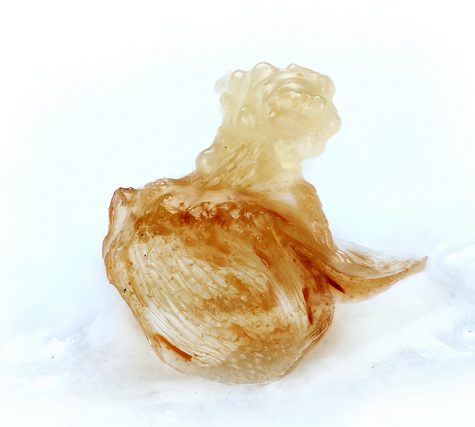 Tiny floating flowers: Vallisneria neotropicalis (Hydrocharitaceae)