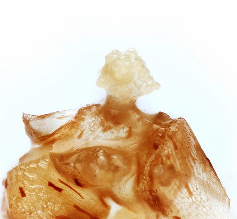 Tiny floating flowers: Vallisneria neotropicalis (Hydrocharitaceae)