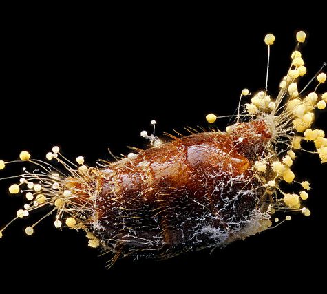 Yellow Fungus on an Ant's Abdomen releases spores, Tolland, CT