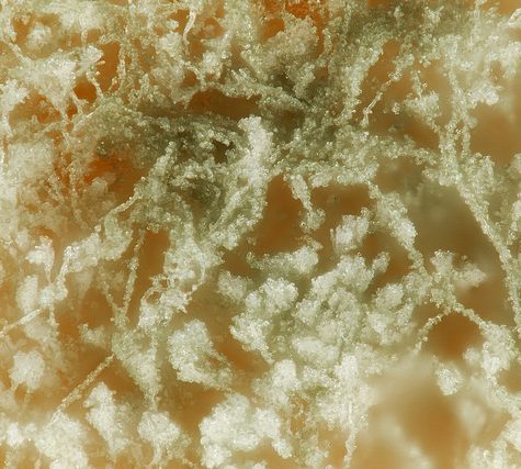 Yellow Fungus on an Ant's Abdomen releases spores, Tolland, CT