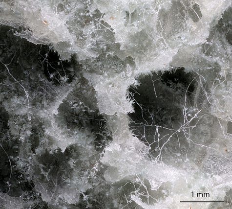 Yellow Fungus on an Ant's Abdomen releases spores, Tolland, CT