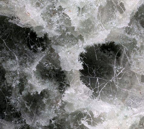 Yellow Fungus on an Ant's Abdomen releases spores, Tolland, CT