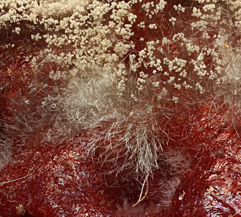 Yellow Fungus on an Ant's Abdomen releases spores, Tolland, CT