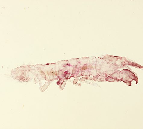 Copepods