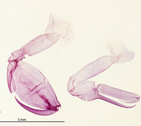 Copepods