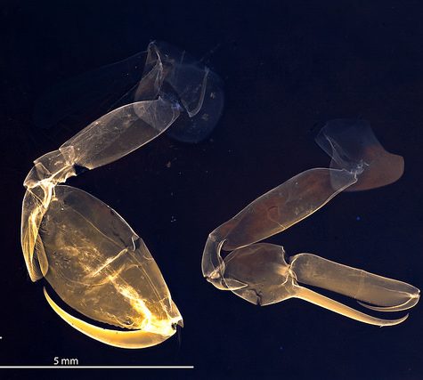 Copepods