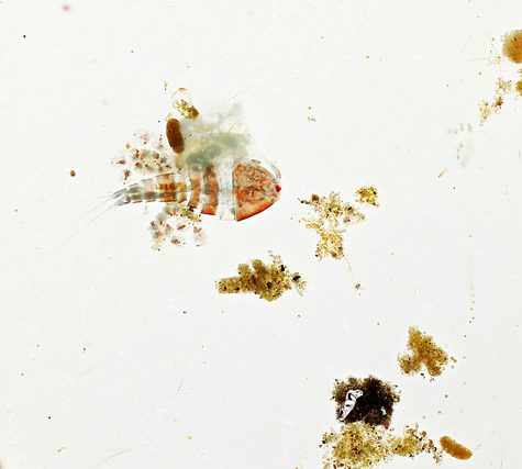 Copepods