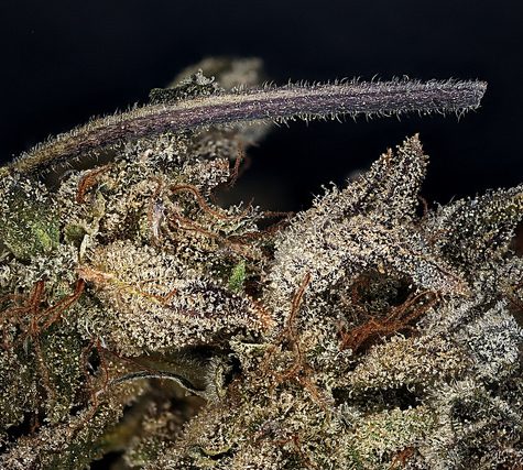 Cannabis Samples 1x Bubba Pre 1998