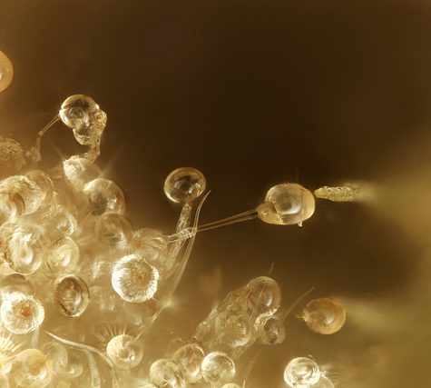 Cannabis Samples 20x Waipi