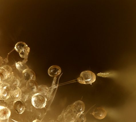 Cannabis Samples 20x Waipi