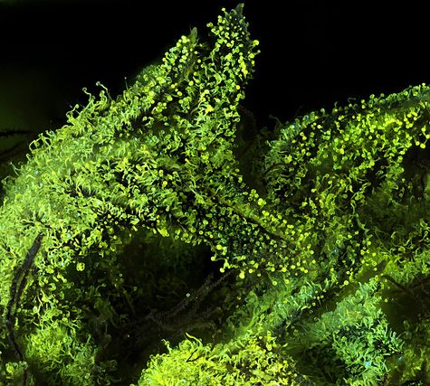 Cannabis Samples 2x Fluorescence Bubba Pre 1998