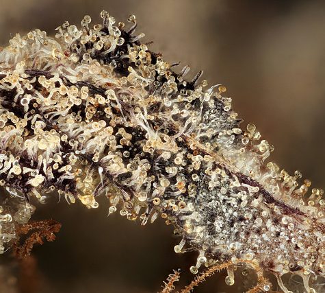 Cannabis Samples 5x Bubba Pre 1998