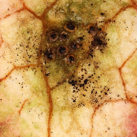 Gymnosporangium juniperi-virginianae, Cedar Apple Rust Fungus on Apple Tree Leaf, Storrs, CT 8.2.18, 10x (Front-Side)