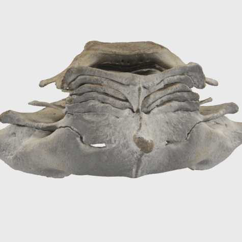 3D Model of Dolphin Cervical Vertebrae | Fused Neck Anatomy of a Marine Mammal | Educational and Comparative Anatomy Teaching Resource